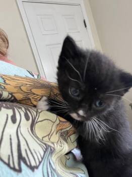 Gurt -  Domestic Short Hair Cat Available for Adoption in Virginia Beach, Virginia - Gurt | PetCurious