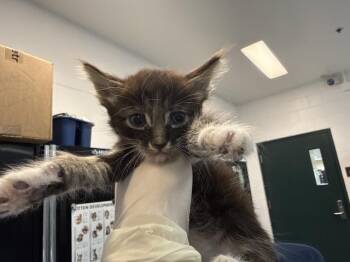 A1933278 -  Domestic Short Hair Cat for Adoption in Thousand Palms, California - A1933278 | PetCurious