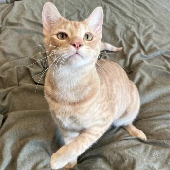 Turnip -  Domestic Short Hair Cat for Adoption in Costa Mesa, California - Turnip | PetCurious