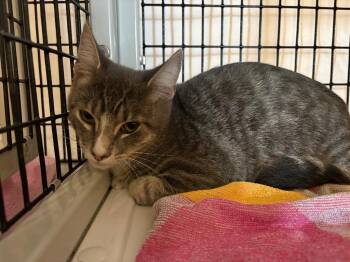 Guajillo -  Domestic Short Hair Cat for Adoption in Raleigh, North Carolina - Guajillo | PetCurious