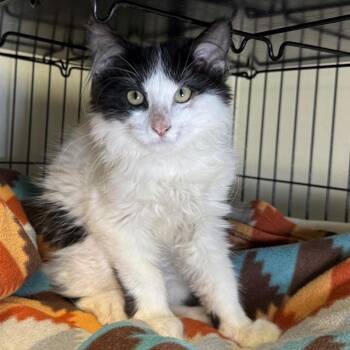 Zena -  Domestic Long Hair Cat for Adoption in Saginaw, Michigan - Zena | PetCurious