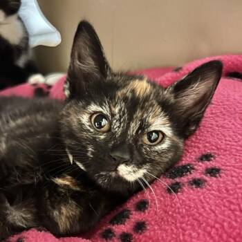 Pennywise -  Domestic Short Hair Cat for Adoption in Walnut Creek, California - Pennywise | PetCurious