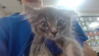 MANDO -  Domestic Short Hair Cat for Adoption in Louisville, Kentucky - MANDO | PetCurious