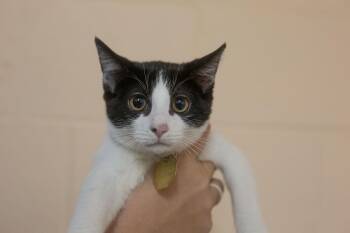 Myka -  Domestic Short Hair and Tuxedo Cat for Adoption in Mountain Home, Arkansas - Myka | PetCurious