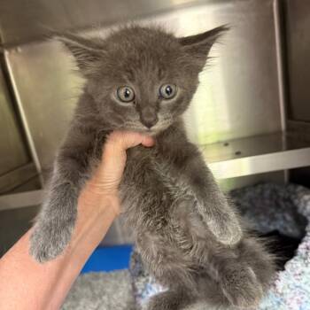 Rescue Domestic Medium Hair Cats for Adoption in Jupiter, Florida - Grace Kelly | PetCurious