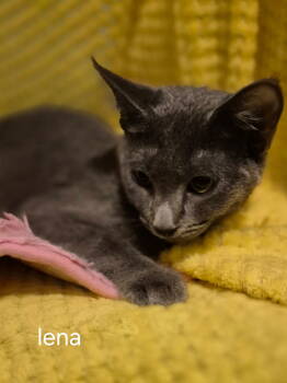 Rescue Domestic Short Hair Cats for Adoption in Oviedo, Florida - Lena | PetCurious