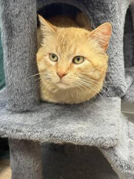 Domestic Short Hair Cats Available for Adoption - Gordon | PetCurious