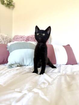 Maxie -  Bombay and Domestic Short Hair Cat for Adoption in Tuscaloosa, Alabama - Maxie | PetCurious