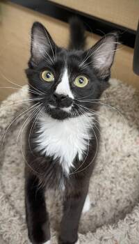 Rescue Domestic Medium Hair Cats for Adoption in Virginia Beach, Virginia - Noel | PetCurious