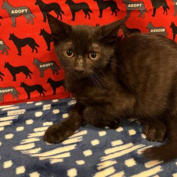 Fanta -  Domestic Short Hair Cat for Adoption in Washburn, Missouri - Fanta | PetCurious