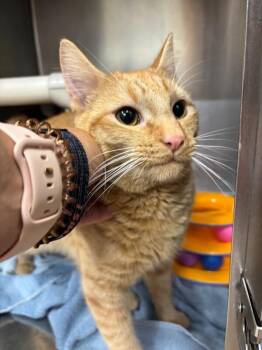Pansy -  Domestic Short Hair Cat for Adoption in Saint Charles, Missouri - Pansy | PetCurious