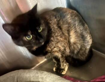Domestic Short Hair Cats Available for Adoption in Windsor, Connecticut - Shirley Tortie | PetCurious