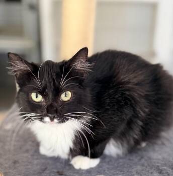 LEAH -  Domestic Medium Hair and Maine Coon Cat for Adoption in Rowland Heights, California - LEAH | PetCurious