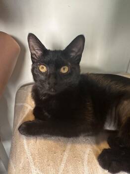 Domestic Short Hair Cats Available for Adoption in Richmond, Virginia - Chilly Willy | PetCurious