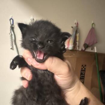 Puddin Pie -  Domestic Short Hair Cat for Adoption in Elfin Forest, California - Puddin Pie | PetCurious