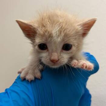 Aoi-Chan A2 -  Domestic Short Hair Cat for Adoption in Edinburg, Texas - Aoi-Chan A2 | PetCurious