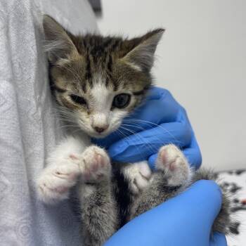 Jigsaw -  Domestic Short Hair Cat for Adoption in Lakewood, California - Jigsaw | PetCurious