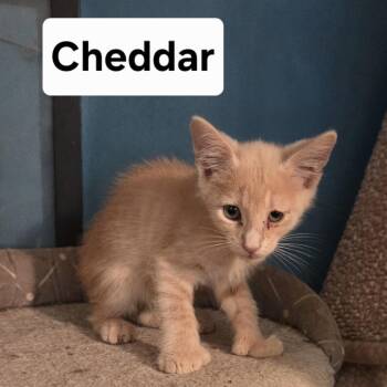 Cheddar -  Domestic Short Hair Cat for Adoption in NEW PT RICHEY, Florida - Cheddar | PetCurious