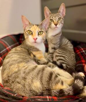 Stella (and her mom Tilly) -  Domestic Short Hair Cat for Adoption in Austin, Texas - Stella (and Her Mom Tilly) | PetCurious