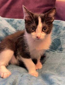 Domestic Short Hair Cats Available for Adoption in Peoria, Illinois - COMPASS | PetCurious