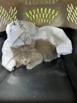 NOODLE -  Domestic Medium Hair Cat for Adoption in Fort Walton Beach, Florida - NOODLE | PetCurious