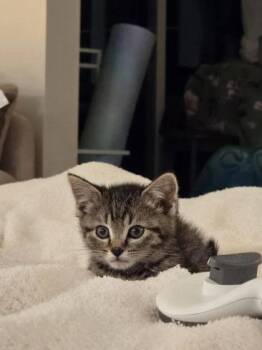 Andy -  Domestic Short Hair Cat for Adoption in Hobart, Indiana - Andy | PetCurious