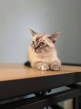 Christina Aguilera (26-113 C) -  Domestic Short Hair Cat for Adoption in Lansing, Michigan - Christina Aguilera (26-113 C) | PetCurious
