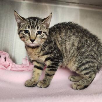 Sneffels -  Domestic Short Hair Cat for Adoption in Fort Wayne, Indiana - Sneffels | PetCurious