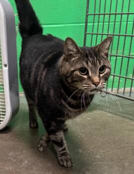 Domestic Short Hair Cats Available for Adoption - Dane | PetCurious