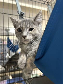 Rescue Domestic Short Hair Cats for Adoption in Albemarle, North Carolina - Diamond | PetCurious