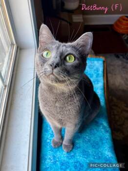 Dust Bunny -  Manx Cat for Adoption in Clarksville, Tennessee - Dust Bunny | PetCurious