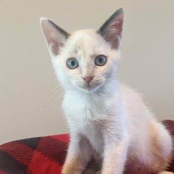 Lotus -  Siamese Cat for Adoption in Knoxville, Tennessee - Lotus | PetCurious