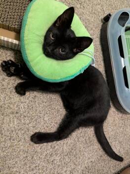 Teddy -  Domestic Short Hair Cat for Adoption in Warner Robins, Georgia - Teddy | PetCurious