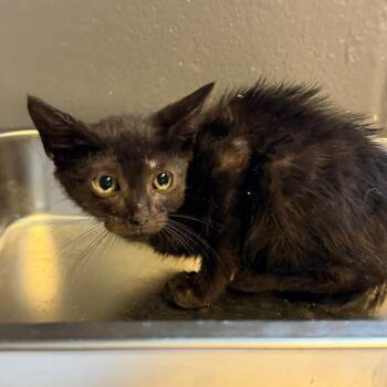 TUSC-Stray-84871 -  Domestic Short Hair Cat for Adoption in Tuscaloosa, Alabama - TUSC-Stray-84871 | PetCurious