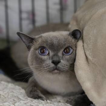 Mia-May -  Tonkinese Cat for Adoption in Los Angeles, California - Mia-May | PetCurious