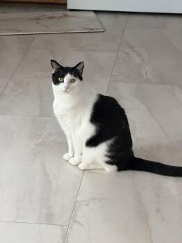 Gatsby -  Tuxedo Cat for Adoption in Columbia, South Carolina - Gatsby | PetCurious