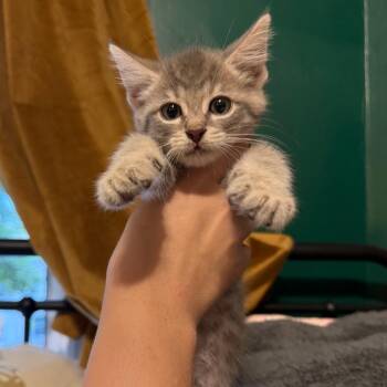 Dennis -  Domestic Short Hair Cat for Adoption in Granville, Ohio - Dennis | PetCurious