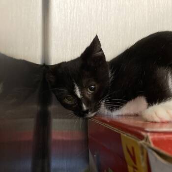 Rescue Domestic Short Hair Cats for Adoption in Lynchburg, Virginia - Captain D's | PetCurious