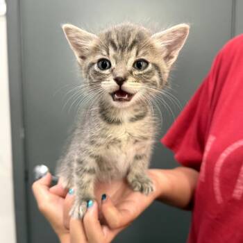 Domestic Short Hair Cats Available for Adoption in Long Beach, California - Dipsy | PetCurious