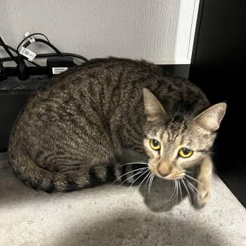 Domestic Short Hair Cats Available for Adoption in Tampa, Florida - Naya (Nala) | PetCurious