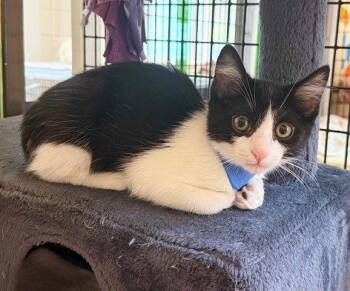 Kitten Cosmo -  Domestic Short Hair Cat Available for Adoption in Seal Beach, California - Kitten Cosmo | PetCurious
