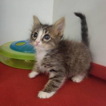 Domestic Short Hair Cats Available for Adoption in Phoenix, Arizona - Harbor | PetCurious