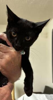 Darren -  Domestic Short Hair Cat for Adoption in Long Beach, California - Darren | PetCurious