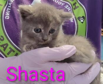 Shasta -  Domestic Short Hair Cat for Adoption in Mena, Arkansas - Shasta | PetCurious