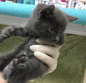 Domestic Short Hair Cats Available for Adoption in Riverside, California - A1910932 | PetCurious