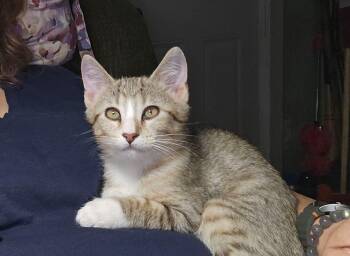 Rocky -  Domestic Short Hair Cat for Adoption in Topeka, Kansas - Rocky | PetCurious