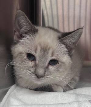 Maverick -  Domestic Short Hair Cat for Adoption in Cumming, Georgia - Maverick | PetCurious