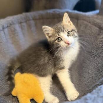 Pacey -  Domestic Medium Hair Cat for Adoption in Wappingers Falls, New York - Pacey | PetCurious