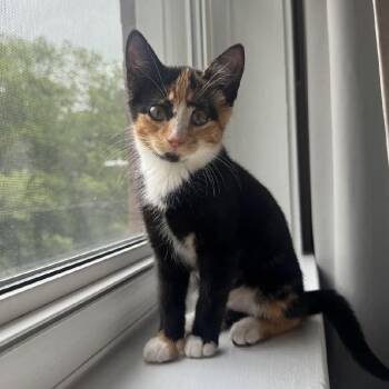 Skip-it -  Domestic Short Hair Cat for Adoption in Chicago, Illinois - Skip-it | PetCurious