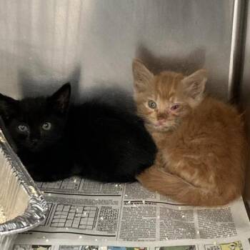 Citi -  Domestic Short Hair Cat for Adoption in Hawthorne, California - Citi | PetCurious